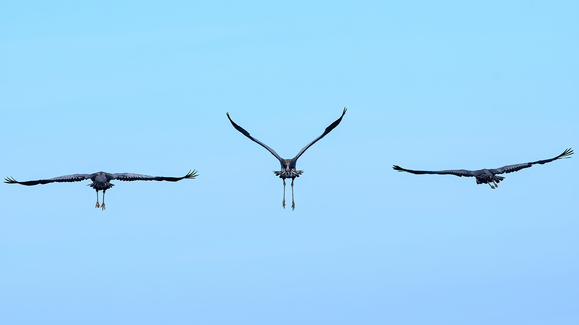 Common Crane